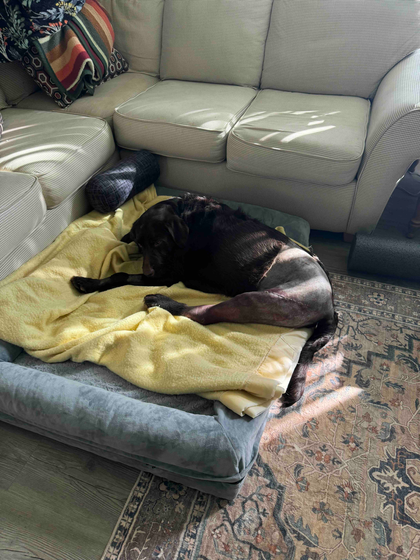 Samson recovering at home